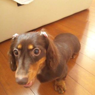 ミニチュアダックス