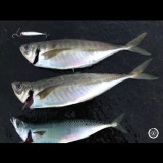 釣り仲間募集 - その他