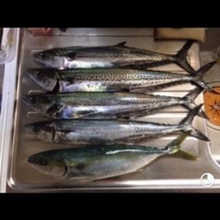 釣り仲間募集