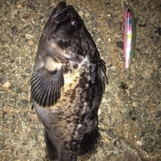 釣り仲間募集 - メンバー募集