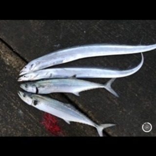 釣り仲間募集 - あわら市