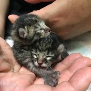 至急！子猫の里親募集