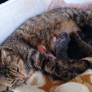 子猫の灰色、黒、キジトラ？