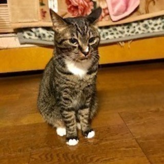白手袋＆白マイマイ♪mixちゃん♪　1才半