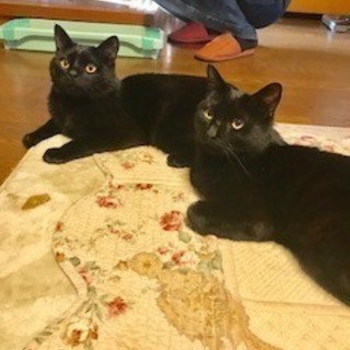 黒猫Mixちゃん♪仲良し兄弟♪!*1才半くらい:･(*´∀｀*)...