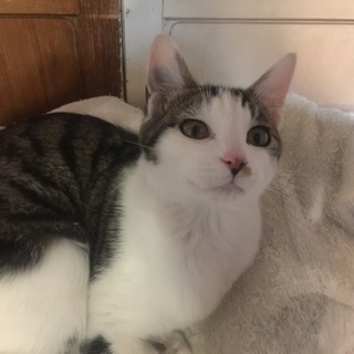 この仔達の親になってくれませんか - 金沢市