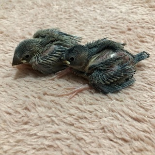 桜文鳥産まれました