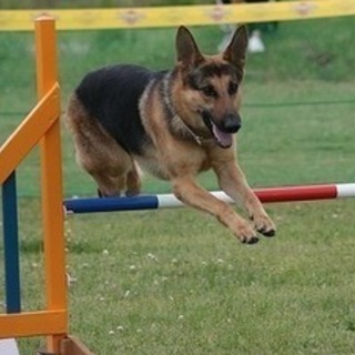 新コース、日曜日に自由な時間でトリマー技術を習えます。神戸愛犬美容専門学院　神戸校・姫路校の画像