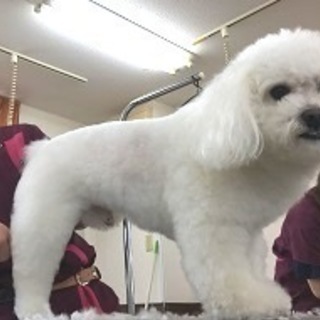 新コース、日曜日に自由な時間でトリマー技術を習えます。神戸愛犬美容専門学院　神戸校・姫路校の画像
