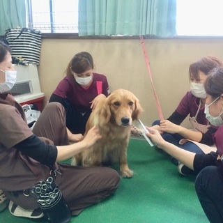 新コース、日曜日に自由な時間でトリマー技術を習えます。神戸愛犬美容専門学院　神戸校・姫路校の画像