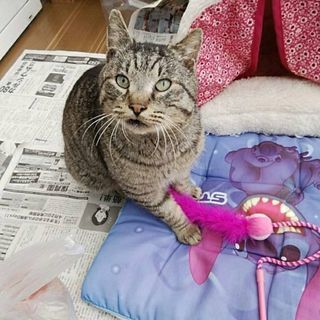 里親募集です！