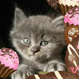 猫友を募集してます😃黒ペルシャ3匹居ます(笑)
