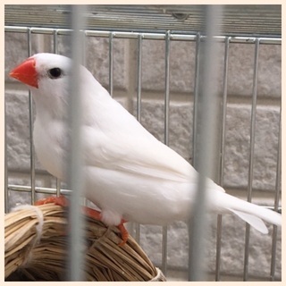 白錦華鳥(キンカチョウ)