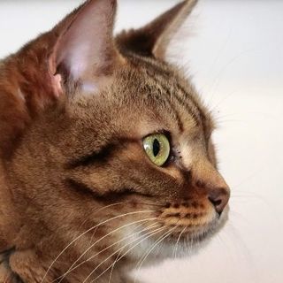 見た目野性的なオシキャット実は甘えん坊