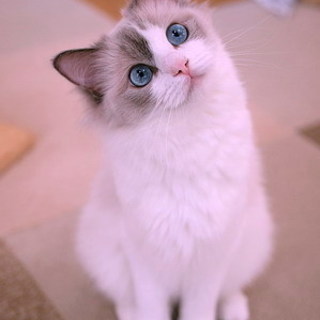 キャトラン☆猫ちゃんトリミングしています♪麻酔なし
