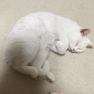 真っ白に金色の瞳の綺麗な猫です。