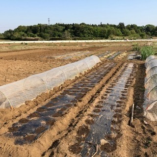 無農薬有機野菜作りを一緒にやりませんか？