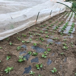 無農薬有機野菜作りを一緒にやりませんか？ - その他