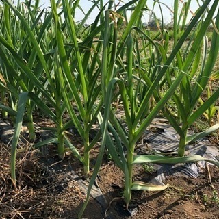 無農薬有機野菜作りを一緒にやりませんか？ - メンバー募集