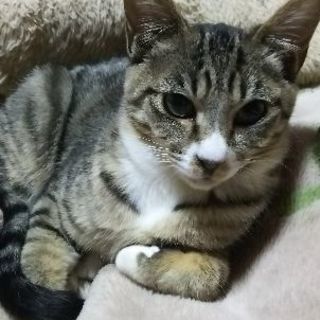 野良猫３兄弟です