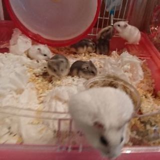ジャンガリアンハムスター
