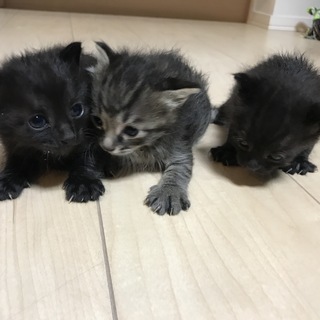 子猫　３匹の里親募集です。