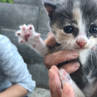 里親募集