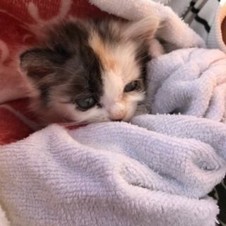 一旦募集中止 3月28日生まれの子猫 - ふじみ野市
