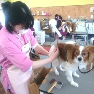 日曜日に本格トリミング技術をワンちゃんと一緒に習う新コース！神戸愛犬美容専門学院の画像