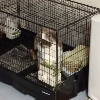 ウサギ好きな人