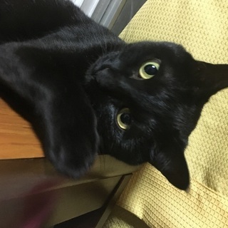 6歳になる黒猫の里親を探しています。