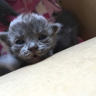 生まれたての子猫ちゃん5匹