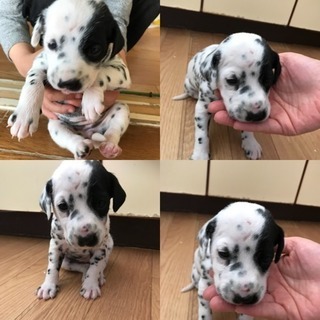 ダルメシアン4匹仔犬、里親募集します - 犬