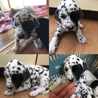 ダルメシアン4匹仔犬、里親募集します - 宇都宮市