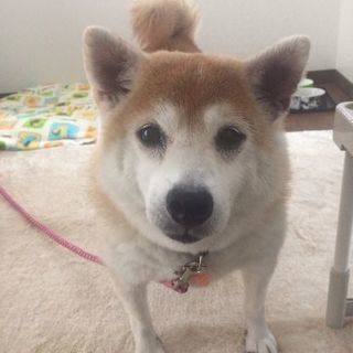 ワンちゃん預りボランティアさん募集🐶
