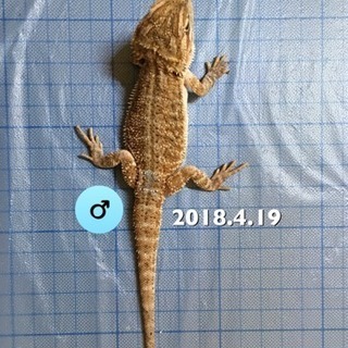 里親様決定！！フトアゴヒゲトカゲベビー〜ヤング程度