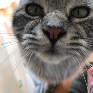 姉妹猫ちゃんと一緒に里親様決定しました☆