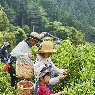 お茶づくり＆檜原の自然を満喫するツアー