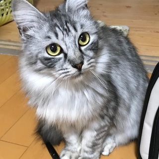 姉妹猫ちゃんと２匹一緒に里親様決定しました☆