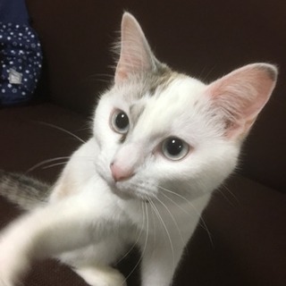 9カ月メス 里親募集中
