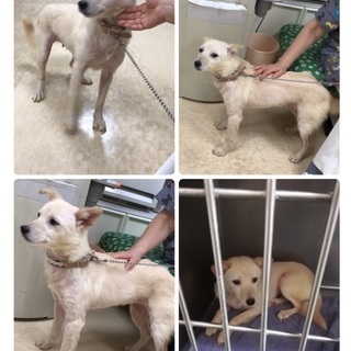 里親決定！有難うございました！多頭飼育現場から保護された小柄な中...