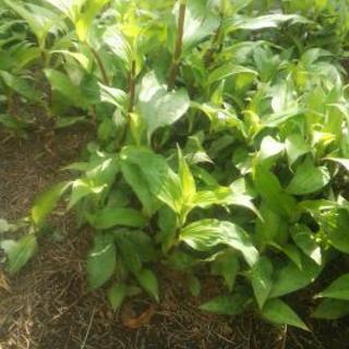 お引き取りの方#ホトトギス# ピンクの花