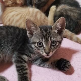 生後２ヶ月になる飼い猫の仔猫(メス)をもらってください。