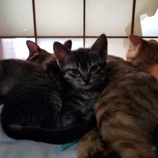 生後２ヶ月になる飼い猫の仔猫(メス)をもらってください。 - 静岡市