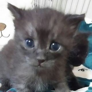 動物管理センターから引き出しました。
