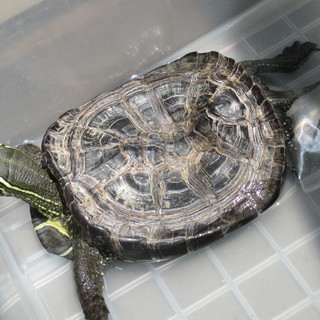 クサガメ