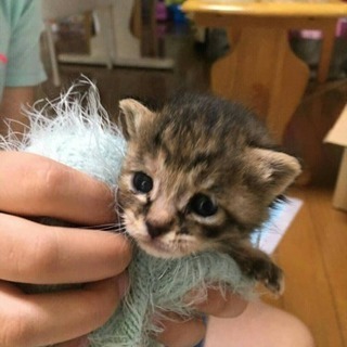 子猫