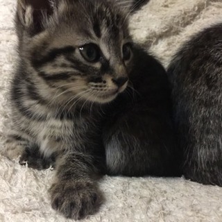 ２０１８年２月１０日生まれの仔猫の親になって貰えませんか？！