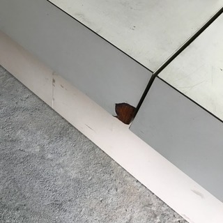 Tの字型のガラスの置ける台 白色 2台 お値下げできます。の画像
