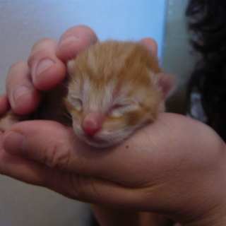 一期一会、かわいい子猫ちゃんを育ててみませんか？